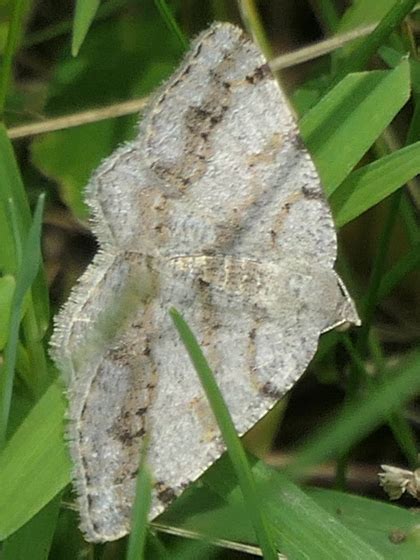 Moth Faint Spotted Angle Digrammia Ocellinata Bugguide Net