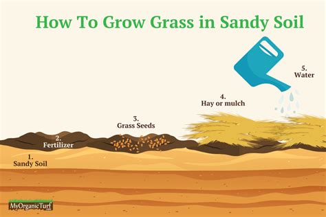 How To Grow Grass in Sandy Soil: A Floridian Step-by-Step Guide