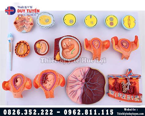 Mô Hình Các Giai đoạn Phát Triển Của Phôi Thai