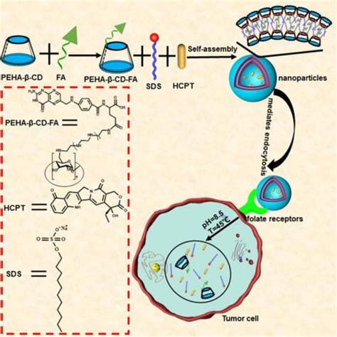 A Dual Stimuli Responsive Supramolecular Nanovector Anchoring Folic