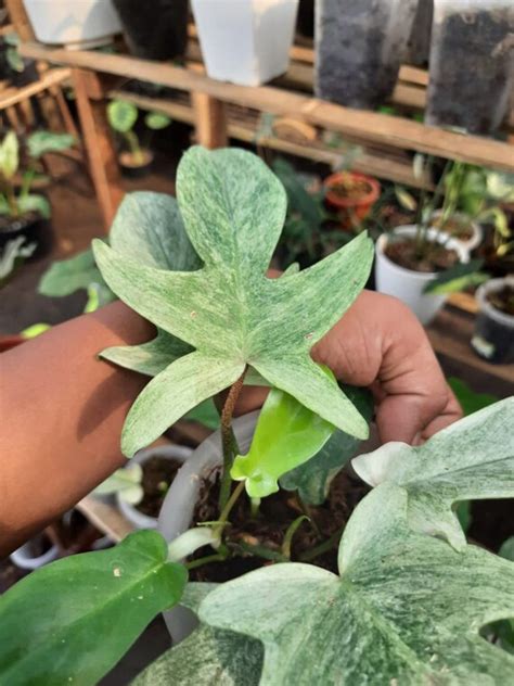 Philodendron Florida Ghost Mint Campestre Al Gov Br