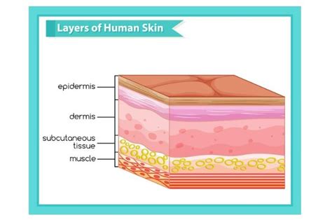 Struktur Kulit Manusia Beserta Fungsinya Epidermis Dermis Hipodermis