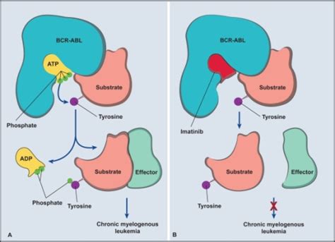 Mechanism Of Action Of Imatinib A The Phosphorylation Open I