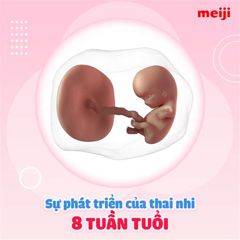 Cẩm nang thai kỳ thai 8 tuần phát triển như thế nào theo nguyên tắc