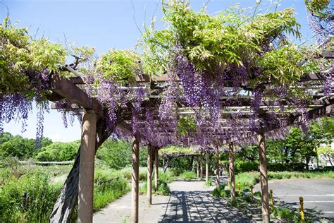 Plantes Grimpantes Lesquelles Choisir Et Comment Les Entretenir