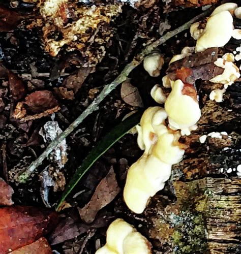 Oak Tree Fungus Photograph By Gina Obrien Pixels