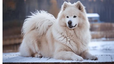 Big White Fluffy Dogs Guide To Breeds And Care Houndy Dog