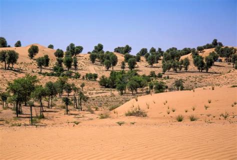 Dubai Desert Conservation Reserve Complete Guide