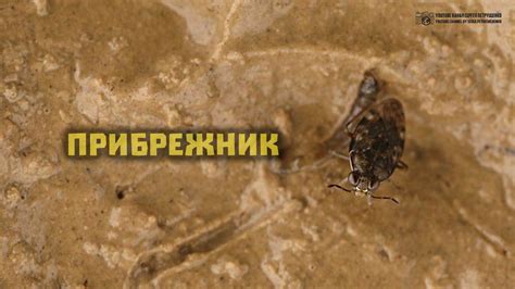 Береговые вороны на макроуровне. Клопы прибрежники. // Clever Cricket ...