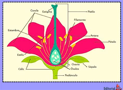 Las Partes De La Flor Para Ni Os