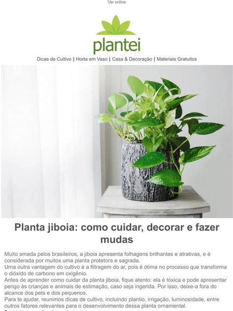 Plantei Planta Jiboia Como Cuidar Decorar E Fazer Mudas Milled