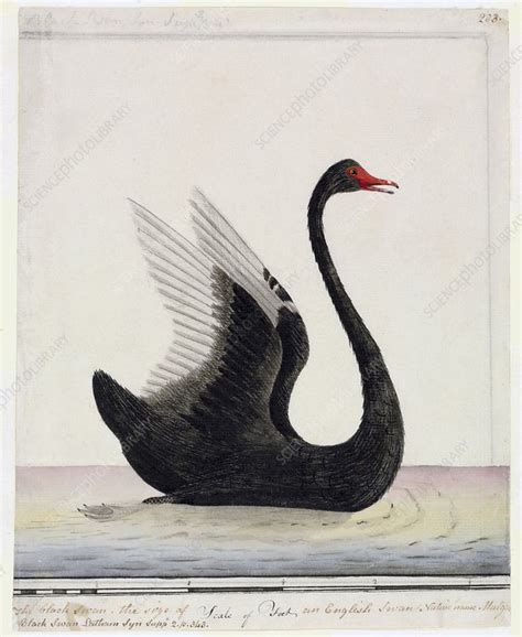 Black Swan Drawing