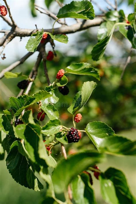 Fruits Of A Fruit Tree Black Mulberry In The Process Of Ripening