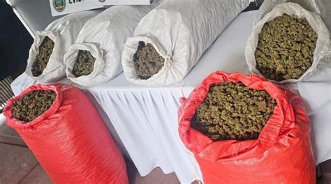 Encuentran Mil Libras De Marihuana Y Narcolaboratorio En Choloma