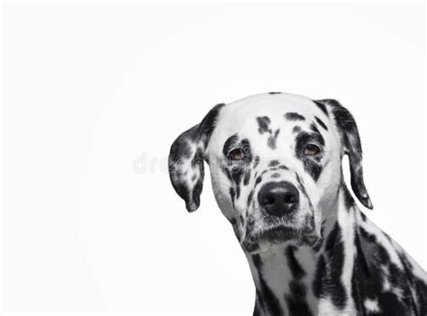 Een Mooie Dalmatische Hond Met Een Smakelijk Been In Zijn Mond Stock