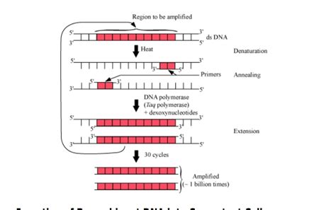 Pcr Diagram Biology Notes Teachmint