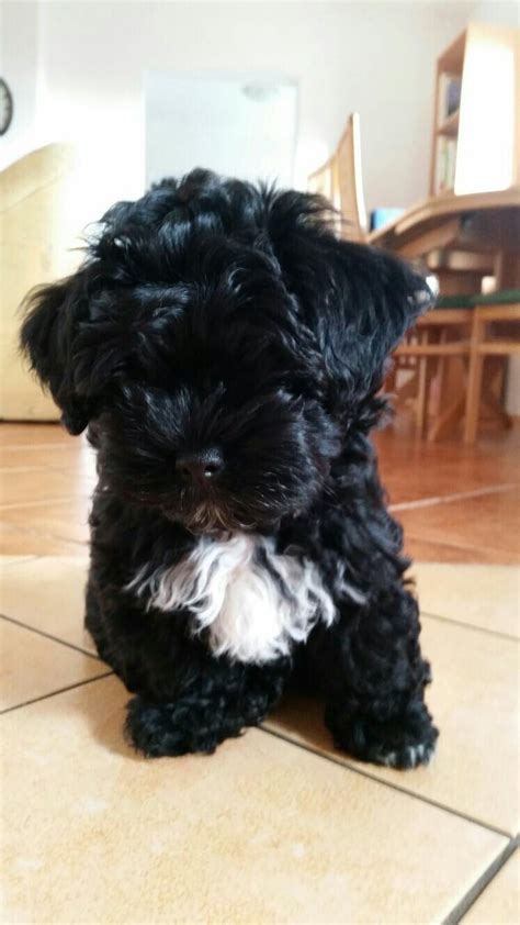 Maltese Shih Tzu Melbourne - Shih Tzu Dog