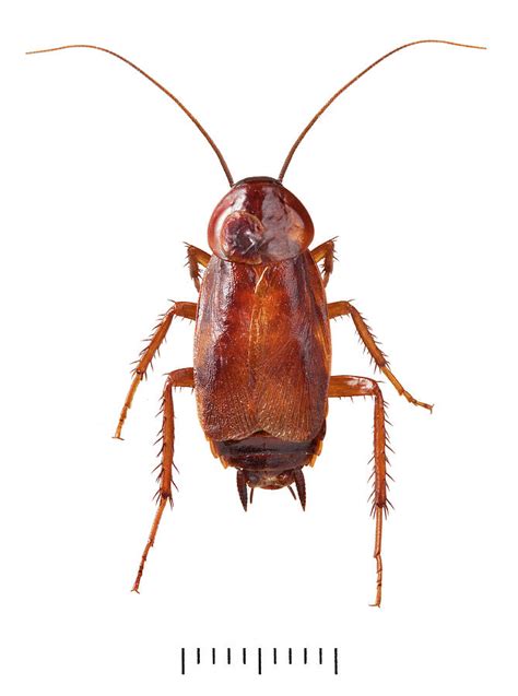 Oriental Cockroach Photograph by Natural History Museum, London