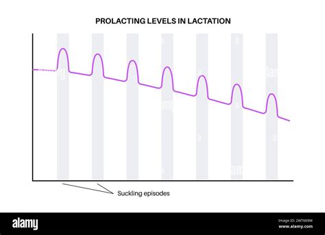 Lactation Infographic Illustration Prolactin Levels In The Female