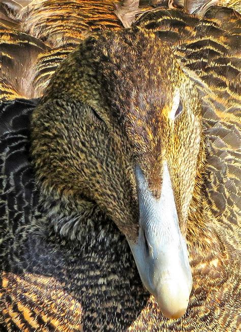 Female Eider Duck Olwyn McEwen Flickr