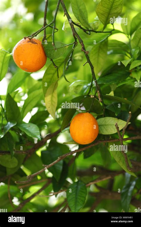 Branch Orange Tree Fruits Green Leaves Stock Photo Alamy