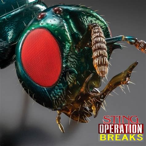 60 STING OPERATION BREAKS UNRELEASED DIRT STYLE RECORDS DIGITAL DOWNLO