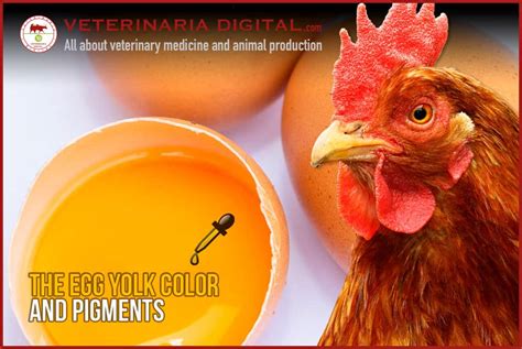 The Egg Yolk Color And Pigments The Importance Of Colors