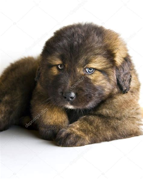 Caucasian mastiff puppy — Stock Photo © javierjmt #6257970