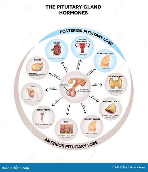 Pituitary Gland Hormones Stock Vector Image Of Graphic 60360378