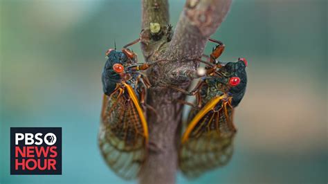 Cicada Season What To Expect From The Coming Brood Thats Been