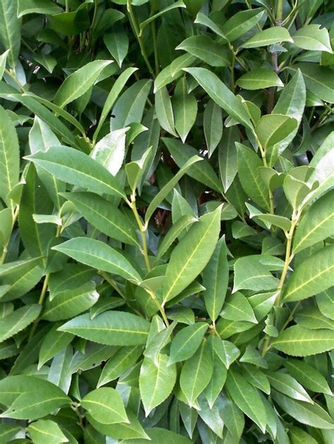 Evergreen Shrub Identification In Northern New Jersey (USA)