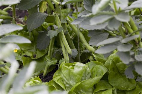 Vegetable Garden With Many Edible Plants Salad Leaves Like Lettuce