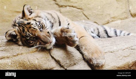 Portrait Of Tiger Lying Down Stock Photo Alamy