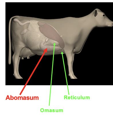 Diseases of the Abomasum Flashcards | Quizlet