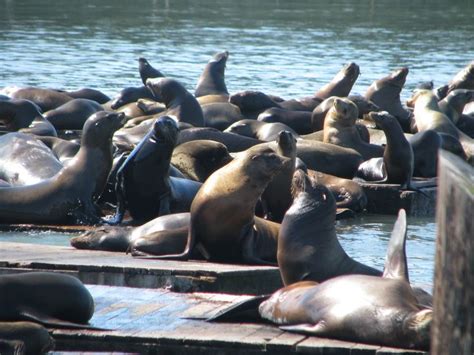 Seals in San Francisco, March 2013 | Us travel, Francisco, Vacation