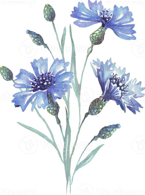 Blue cornflower. Watercolor illustration. Hand-painted 19017404 PNG