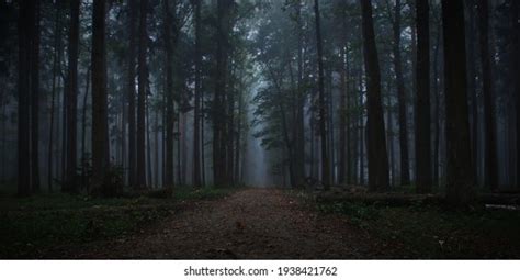 Dark Forest Autumn Fog Stock Photo 1938421762 | Shutterstock