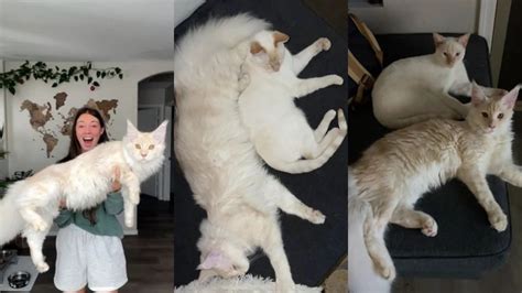 La Historia Detrás Del Gato Gigante Que Es Sensación En Tiktok Infobae