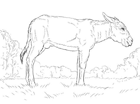 Desenhos De Burro Para Colorir E Imprimir Colorironline