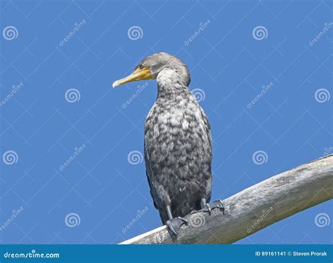 Immature Double Crested Cormorant Stock Image Image Of Double Pretty