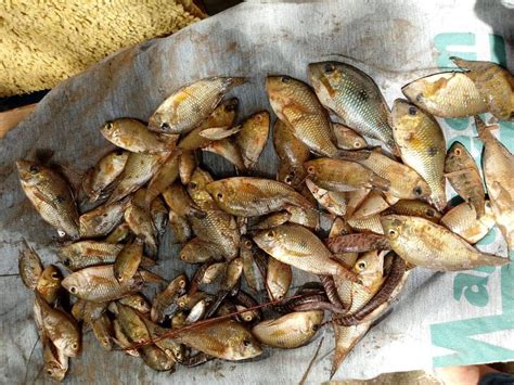 Moradores Encontram Peixes Mortos S Margens De Lago Em Itapetininga