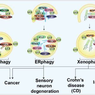 Schematic Diagram Of Selective Autophagy Modulation In Human Diseases