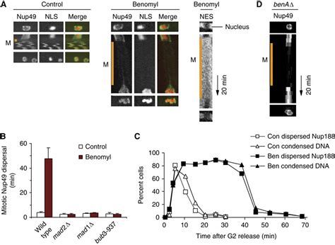 Regulated Inactivation Of The Spindle Assembly Checkpoint Without