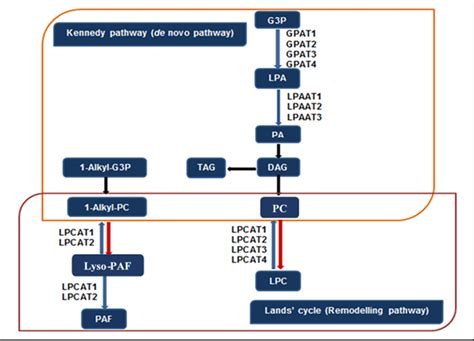 Glycerophospholipids biosynthesis Pathways. The Kennedy pathway (de ...