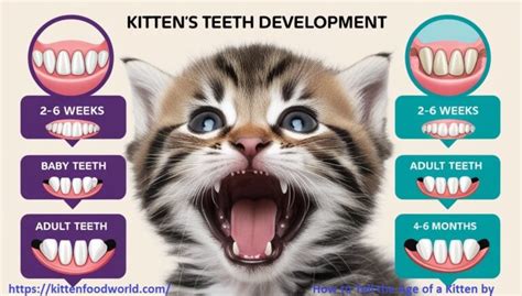 Kitten Age Chart: Track Your Kitten's Growth and Development by Weeks ...