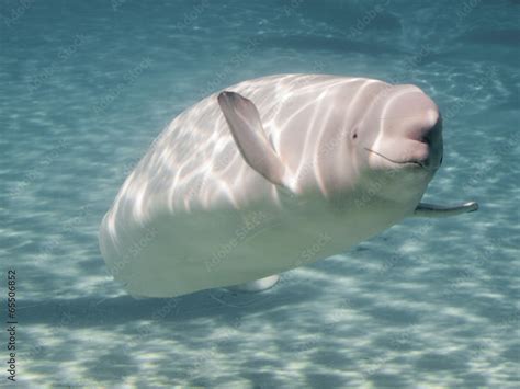 Beluga Whale Delphinapterus Leucas In An Aquarium Stock Foto Adobe