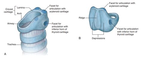 Cricoid cartilage Diagram | Quizlet