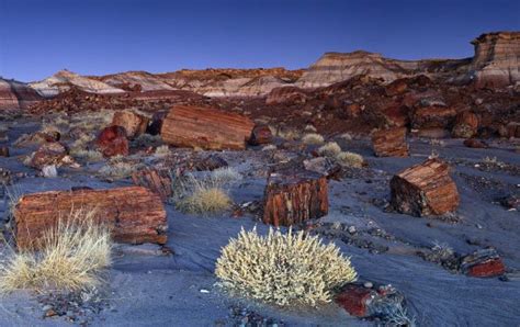 225 Million Year Old Petrified Opal Tree Trunk Located In Arizona