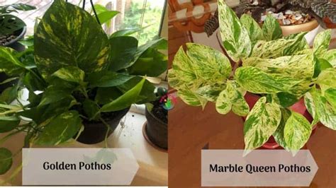 Marble Queen Vs Golden Pothos Differences And Similarities Garden