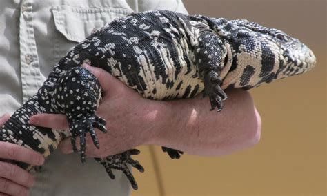 Lizard Regenerates Six Tails Following Injury In Argentina Setting New